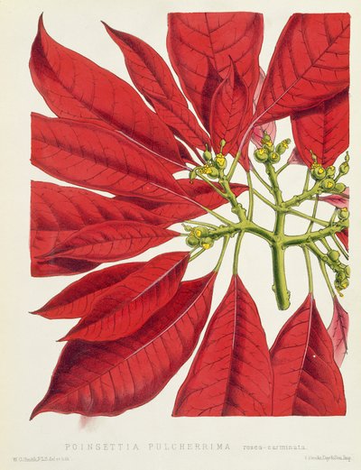 Poinsettia Pulcherrima by W.G. Smith
